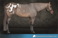Horse Color:Bay Dun Appaloosa Brindle