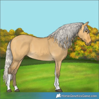 Horse Color:Silver Buckskin Dun Tobiano