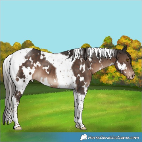 Horse Color:White Spotted Liver Chestnut Tobiano Varnish 