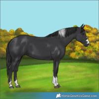 Horse Color:Black Tobiano 