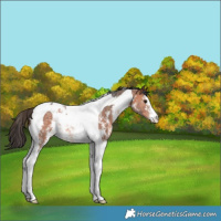 Horse Color:Bay Sabino Tobiano 
