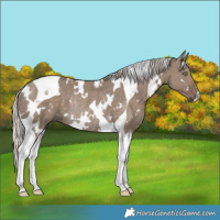 Horse Color:White Spotted Silver Grullo Tobiano Rabicano