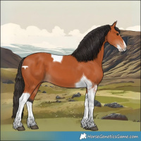 Horse Color:Bay Splash Tobiano 