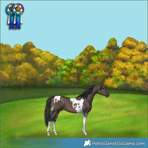 Horse Color:Brown Dun Tobiano 