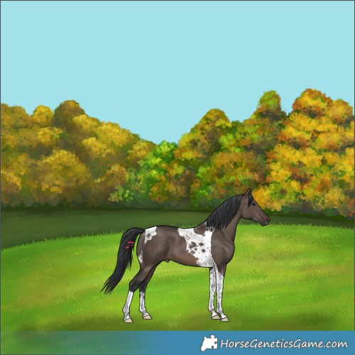Horse Color:Brown Dun Tobiano 