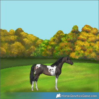 Horse Color:Brown Dun Tobiano