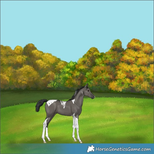 Horse Color:Grullo Tobiano 