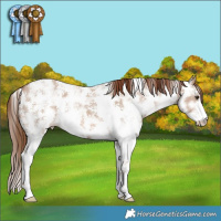 Horse Color:Red Dun Ice Sabino 