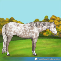 Horse Color:Silver Grullo Ice 