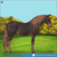 Horse Color:White Spotted Liver Chestnut 