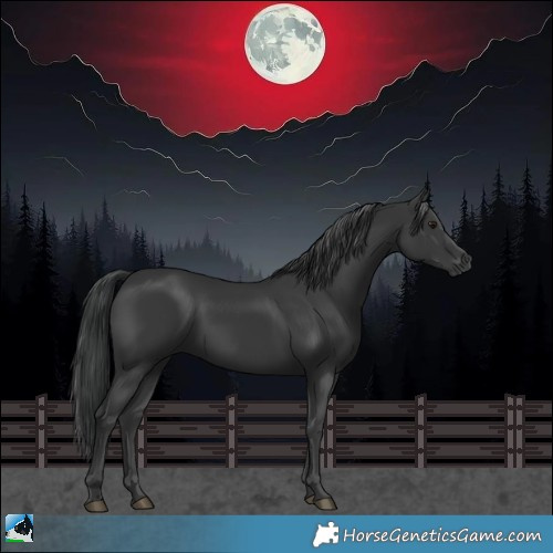 Horse Color:Black 