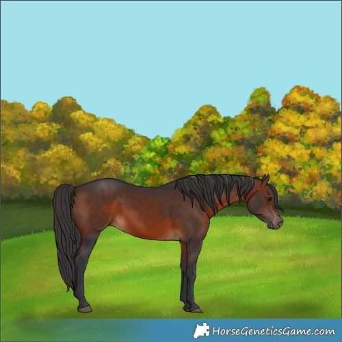 Horse Color:Brown 