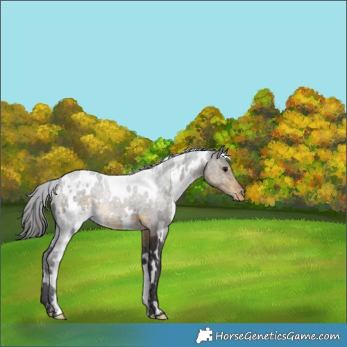 Horse Color:White Spotted Buckskin Snowflake Varnish