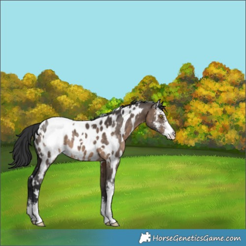 Horse Color:White Spotted Brown Dun Sabino Appaloosa 