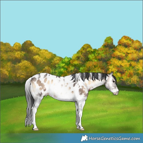 Horse Color:White Spotted Brown Onyx Sabino Appaloosa 