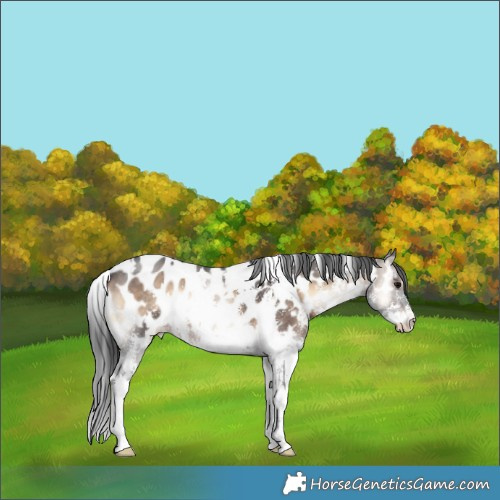 Horse Color:White Spotted Brown Onyx Sabino Appaloosa 