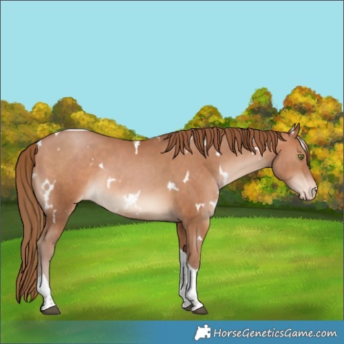 Horse Color:White Spotted Brown Pearl Tobiano Appaloosa Rabicano