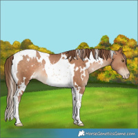 Horse Color:White Spotted Bay Pearl Tobiano Rabicano