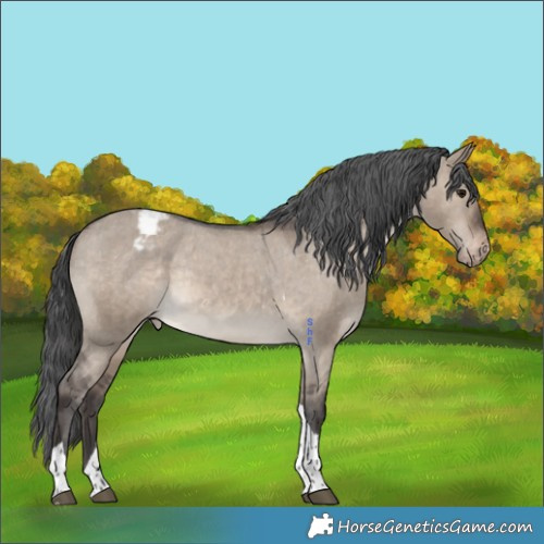 Horse Color:Brown Dun Tobiano Appaloosa Rabicano 