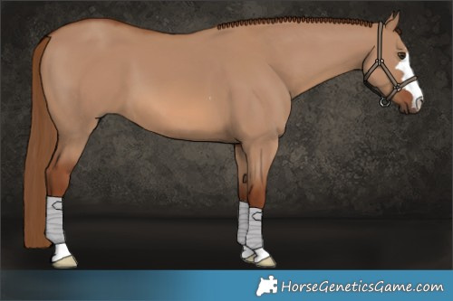 Horse Color:Red Dun 