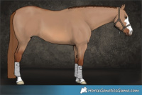 Horse Color:Red Dun 