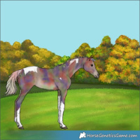 Horse Color:Nacre Silver Black Tobiano 