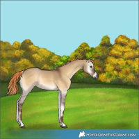 Horse Color:Gray Liver Red Dun Onyx Rabicano 