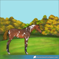 Horse Color:Painted White Spotted Bay 