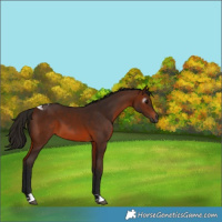 Horse Color:Gray Bay Tobiano 