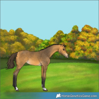 Horse Color:Buckskin Tobiano 