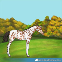 Horse Color:Bay Tobiano Appaloosa 