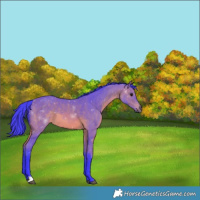 Horse Color:Watercolor Bay 