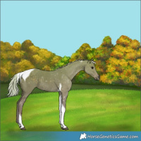 Horse Color:Watercolor Silver Black Tobiano 