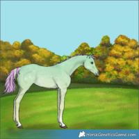 Horse Color:Painted Palomino Dun Tobiano 