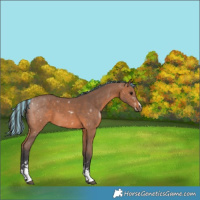 Horse Color:Painted Bay Sabino 