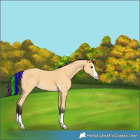 Horse Color:Painted Buckskin 