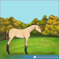Horse Color:Painted Buckskin 