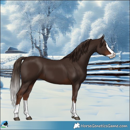 Horse Color:Liver Chestnut Splash 