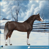 Horse Color:Liver Chestnut Splash 