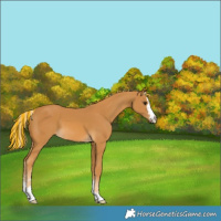 Horse Color:Painted Palomino 