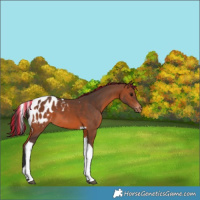 Horse Color:Painted Bay Tobiano Appaloosa 