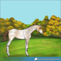 Horse Color:White Spotted Buckskin Roan Appaloosa Rabicano 