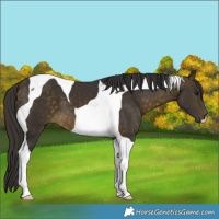 Horse Color:Buckskin Tobiano 