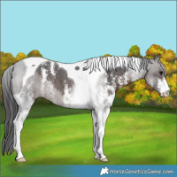 Horse Color:Brown Sabino Tobiano 