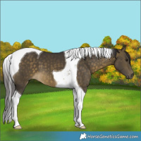Horse Color:Buckskin Tobiano 