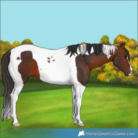 Horse Color:Bay Tobiano 