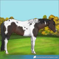 Horse Color:Brown Tobiano 