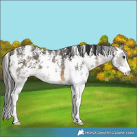 Horse Color:Buckskin Sabino