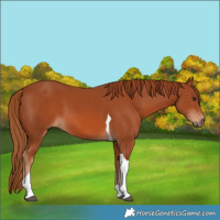 Horse Color:Chestnut Tobiano