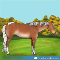 Horse Color:Silver Bay Tobiano 